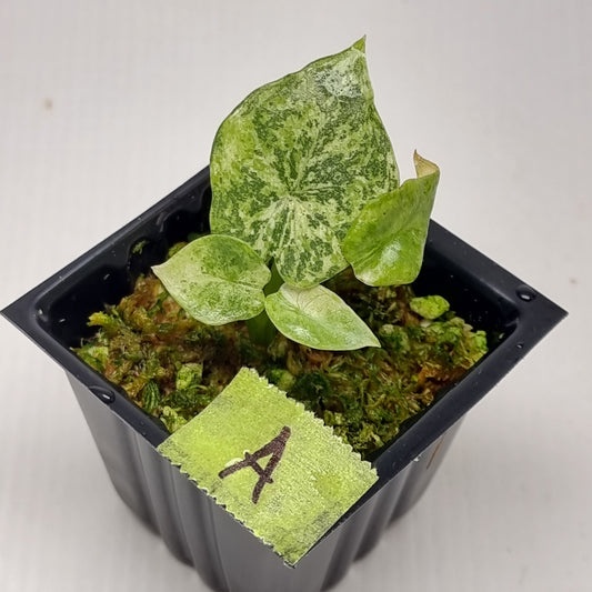 Alocasia reginae Variegated