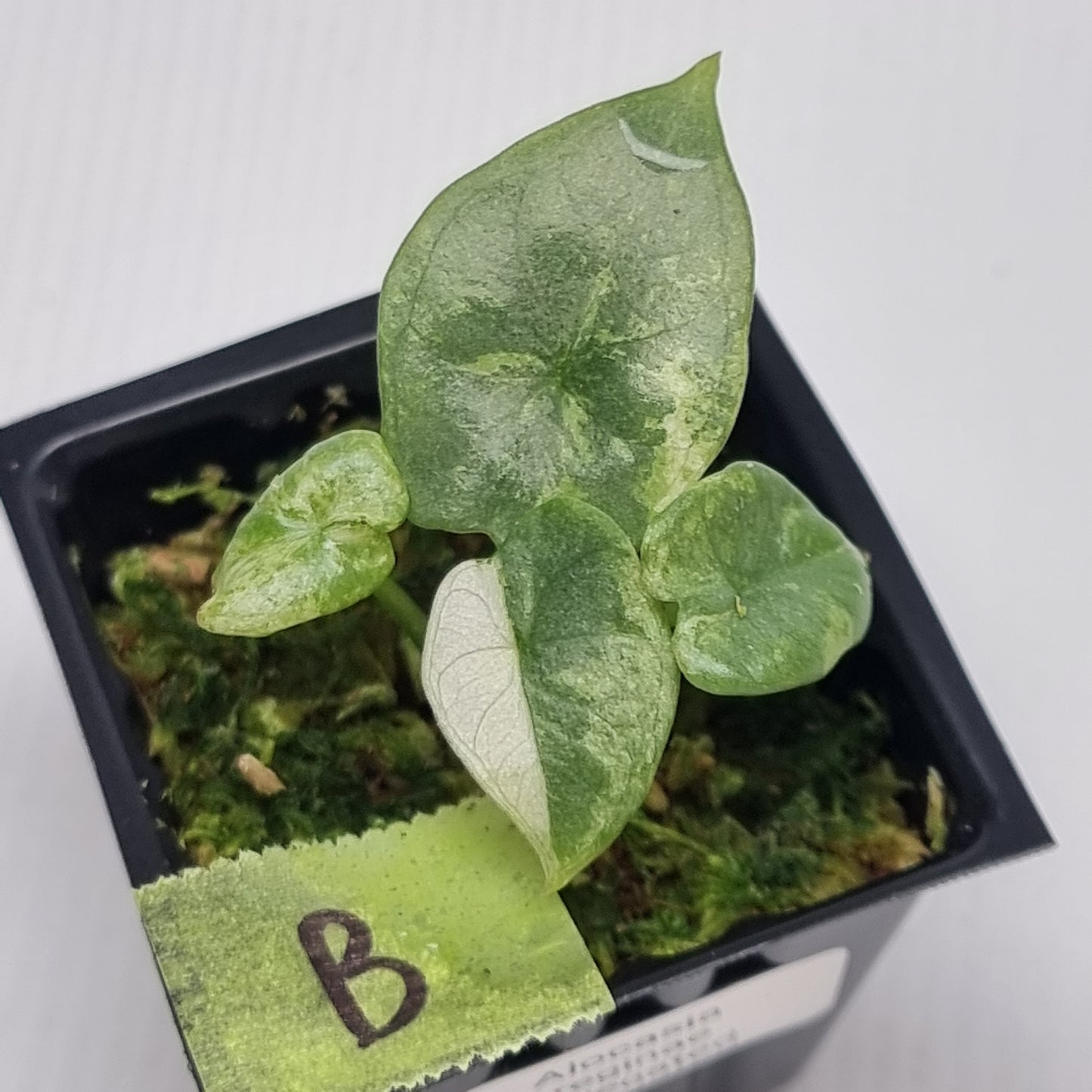 Alocasia reginae Variegated