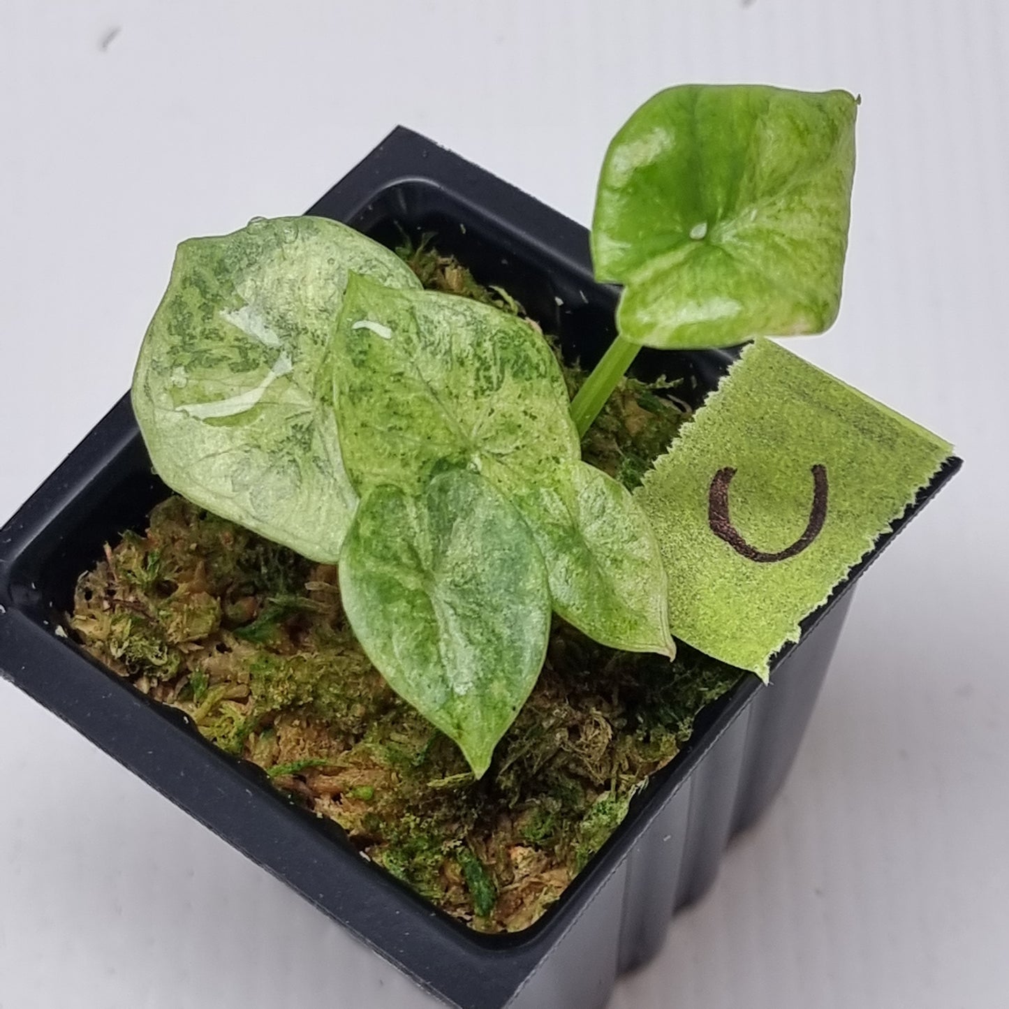 Alocasia reginae Variegated