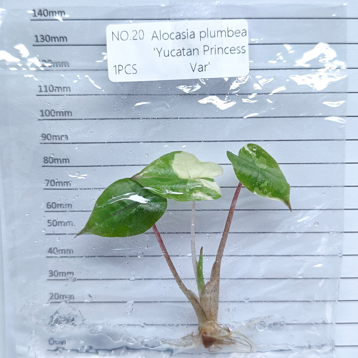 Alocasia Yucatan Princess Pink Variegated (1plant/bag) - Tissue culture