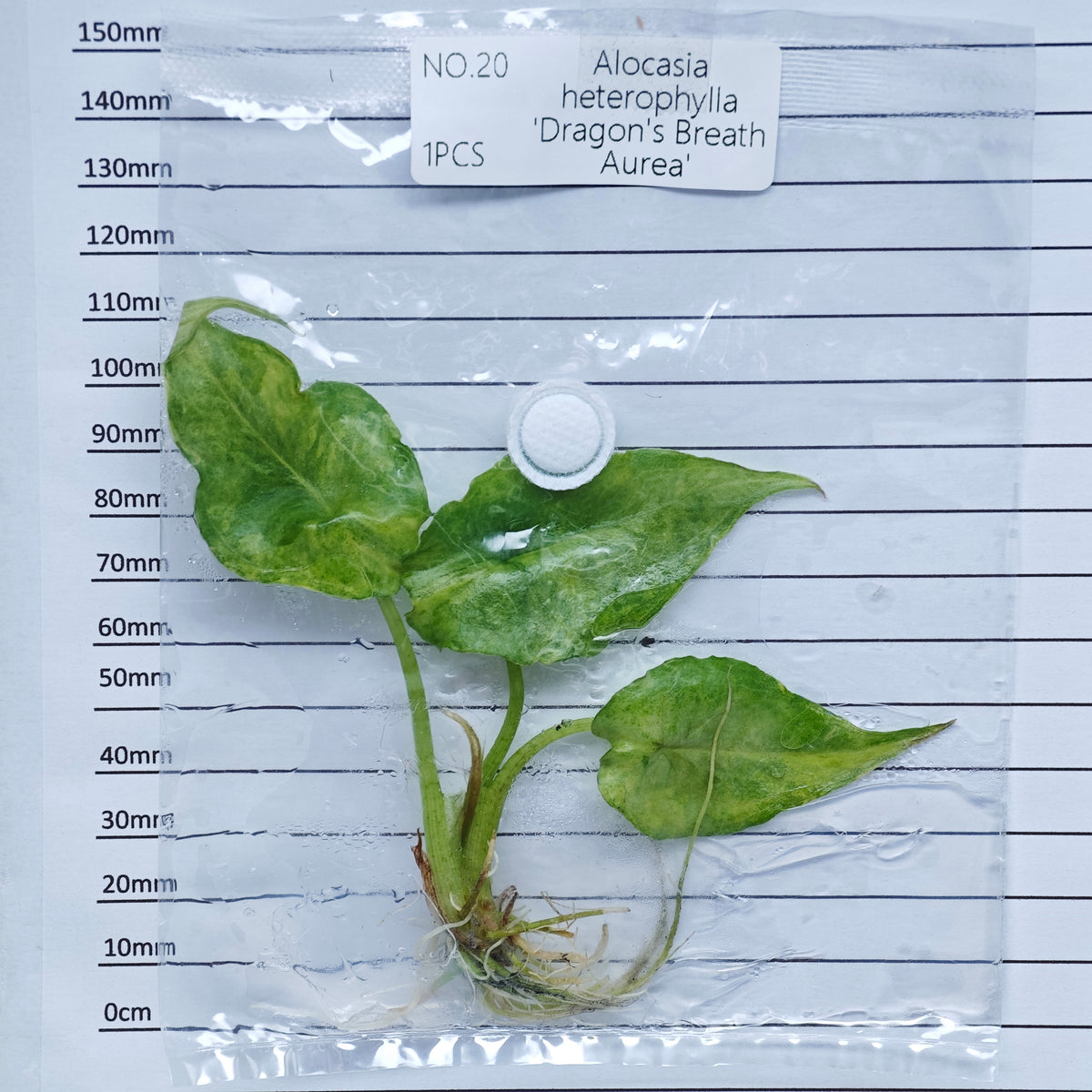 Alocasia heterophylla Dragon’s Breath Aurea Variegated (1plant/bag) - Tissue culture