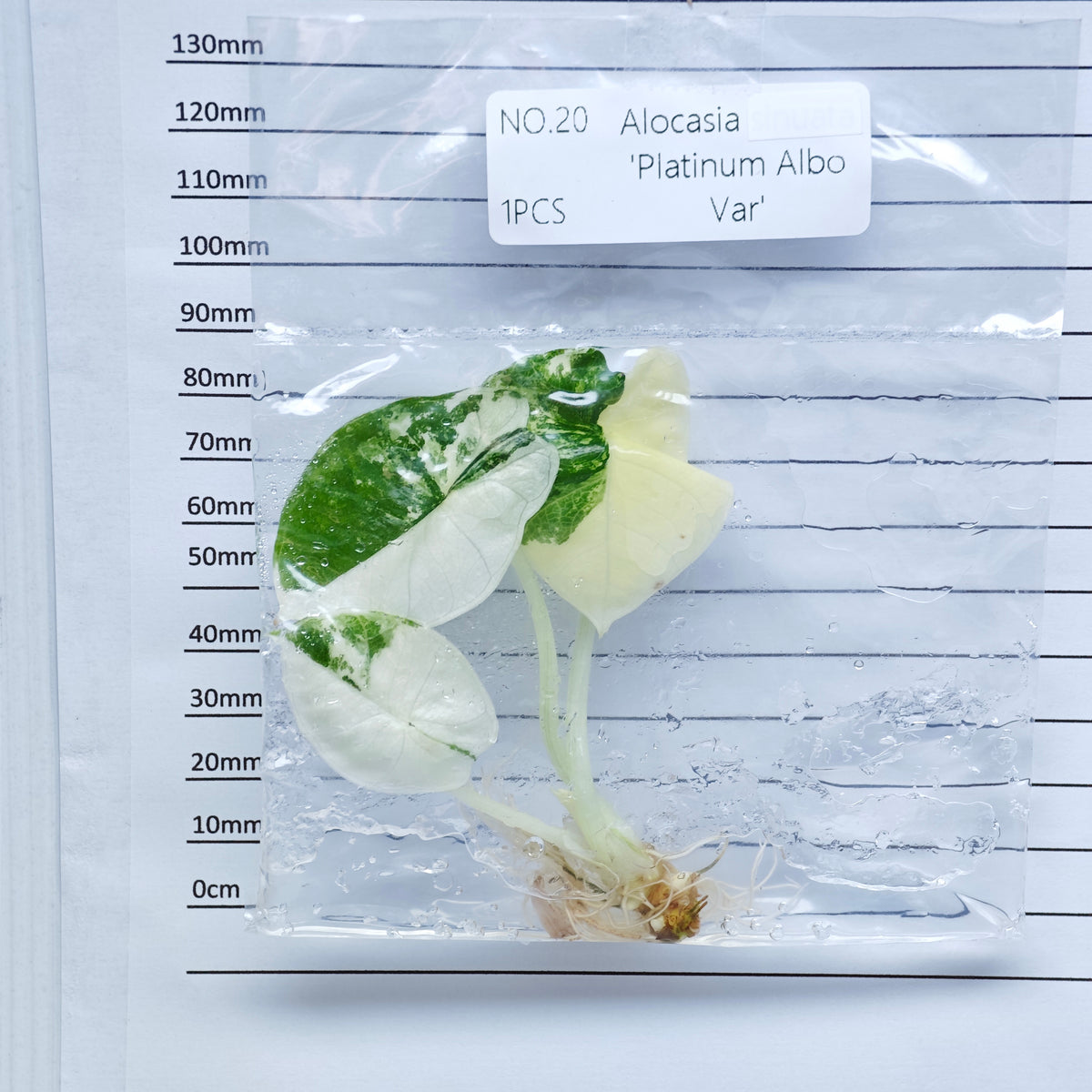 Alocasia Bisma Albo/ Platinum Albo Variegated (1plant/bag) - Tissue culture