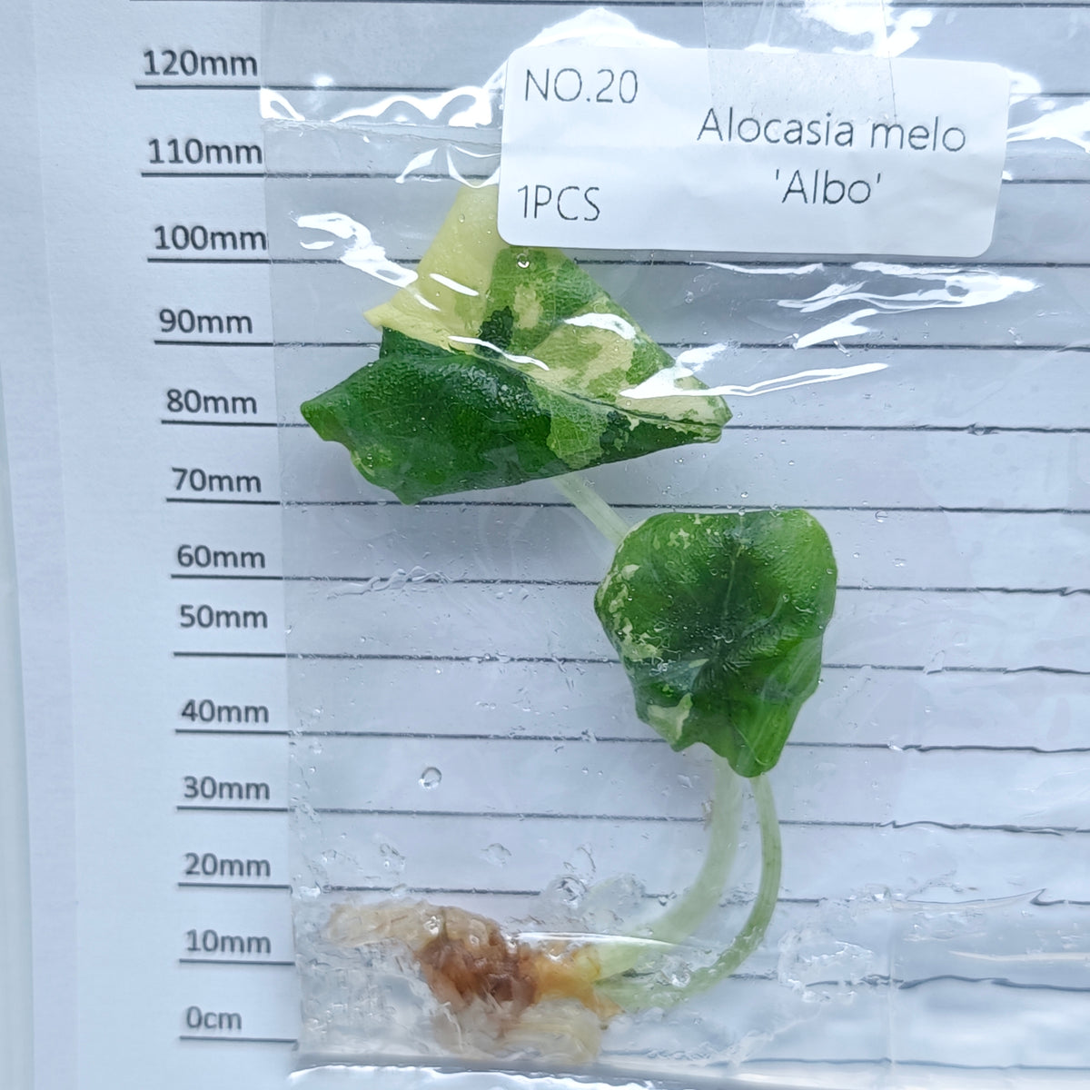 Alocasia melo Albo Variegated (1plant/bag) - Tissue culture