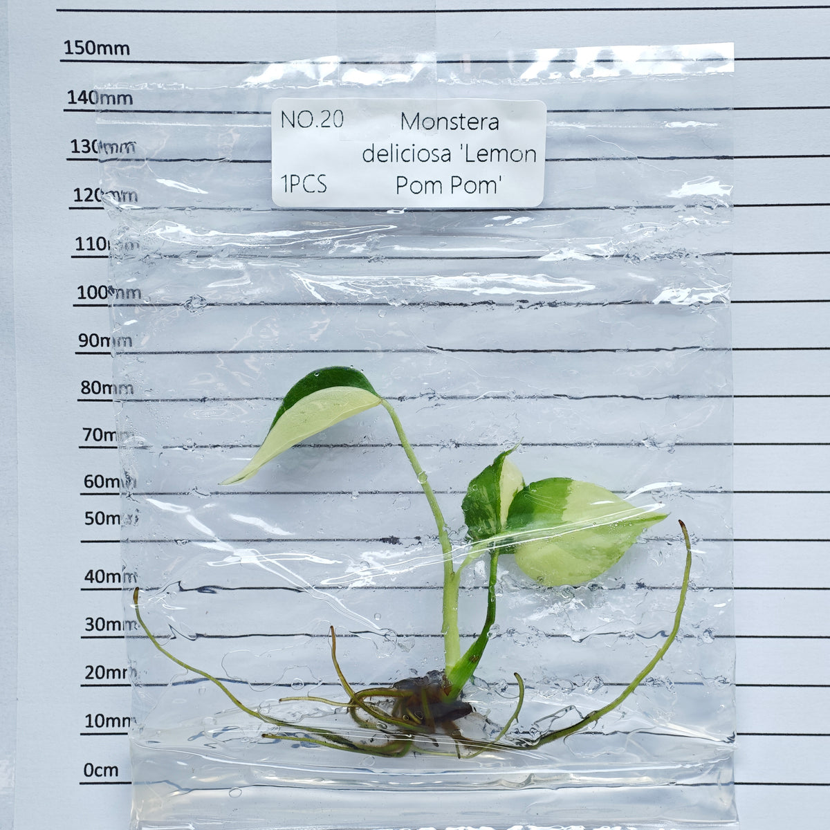 Monstera Lemon Pompom (1plant/bag) - Tissue culture