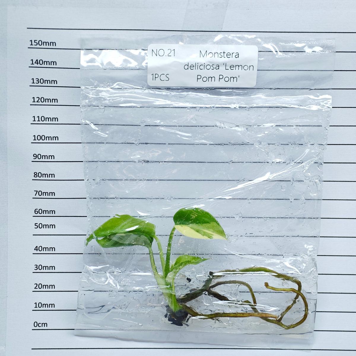 Monstera Lemon Pompom (1plant/bag) - Tissue culture