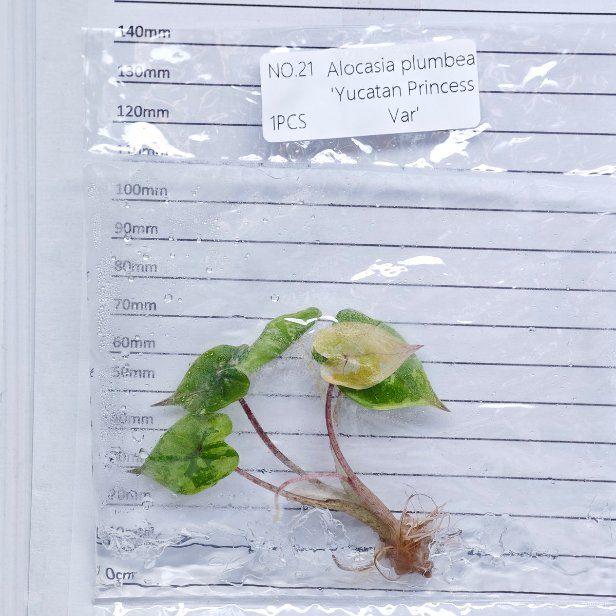 Alocasia Yucatan Princess Pink Variegated (1plant/bag) - Tissue culture