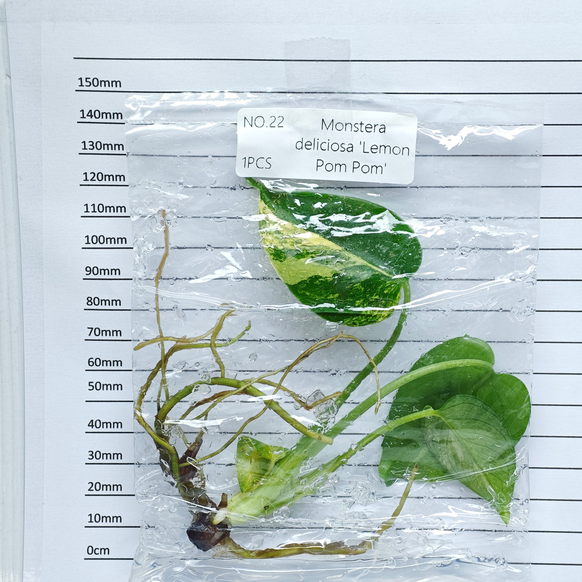 Monstera Lemon Pompom (1plant/bag) - Tissue culture
