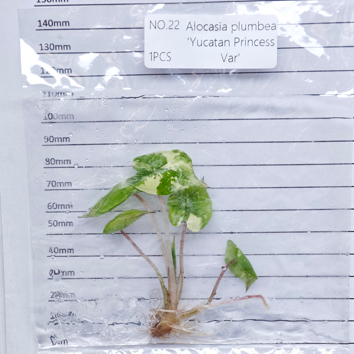 Alocasia Yucatan Princess Pink Variegated (1plant/bag) - Tissue culture