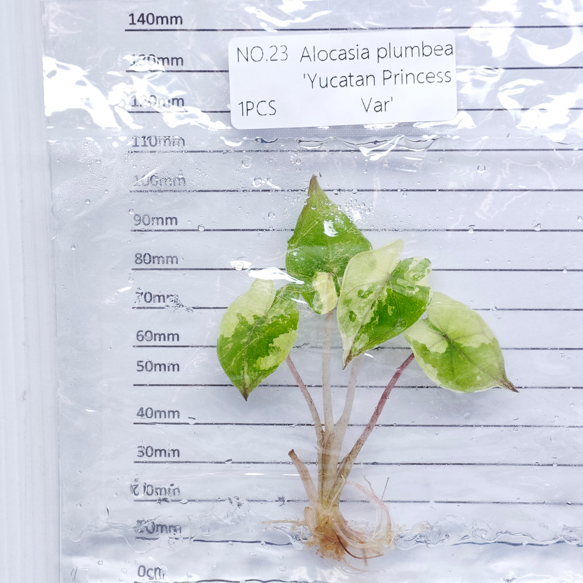 Alocasia Yucatan Princess Pink Variegated (1plant/bag) - Tissue culture