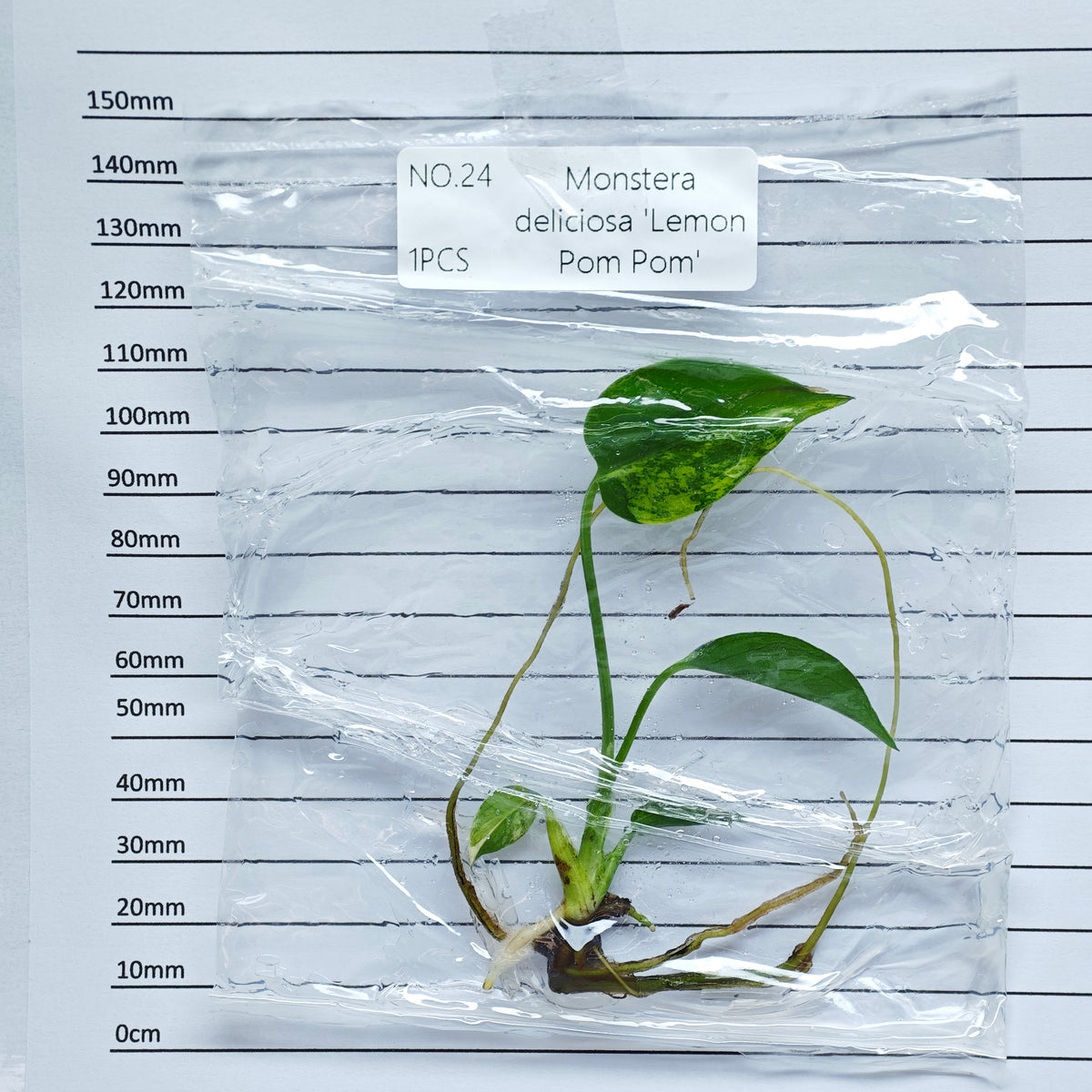 Monstera Lemon Pompom (1plant/bag) - Tissue culture