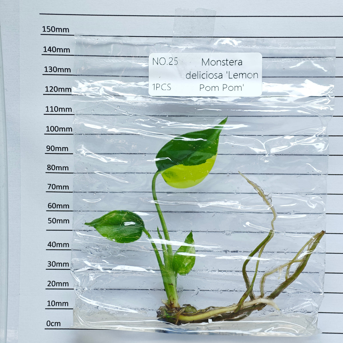 Monstera Lemon Pompom (1plant/bag) - Tissue culture
