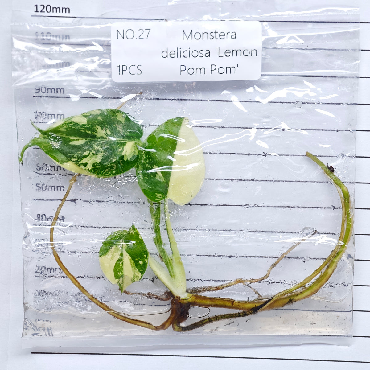 Monstera Lemon Pompom (1plant/bag) - Tissue culture