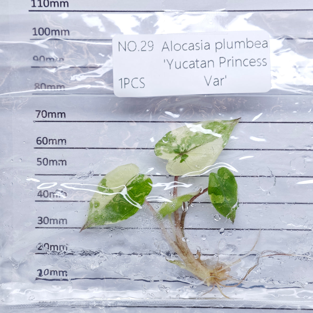 Alocasia Yucatan Princess Pink Variegated (1plant/bag) - Tissue culture