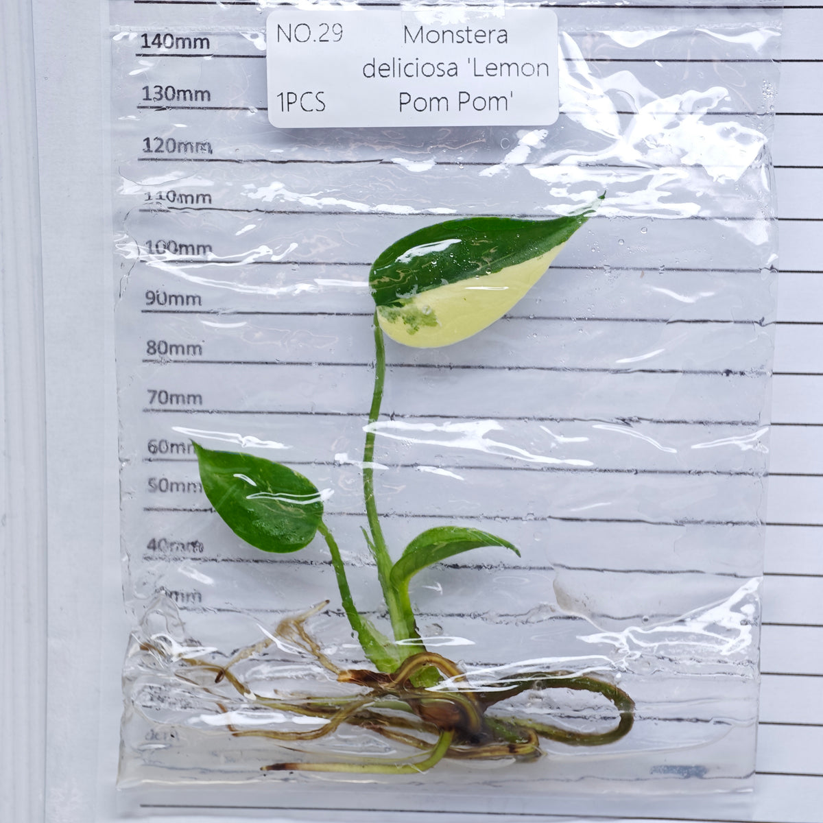 Monstera Lemon Pompom (1plant/bag) - Tissue culture
