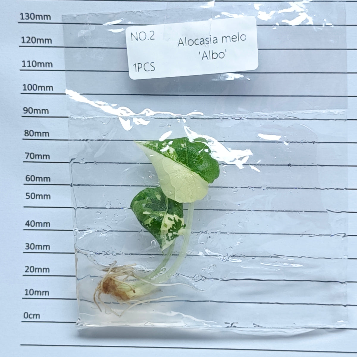 Alocasia melo Albo Variegated (1plant/bag) - Tissue culture