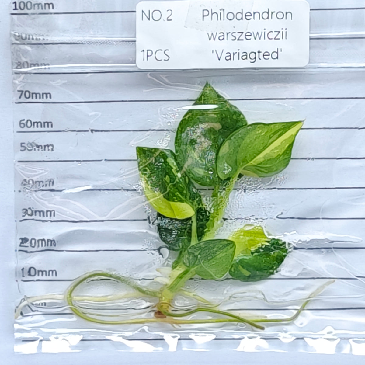 Philodendron warscewiczii variegated (1plant/bag) - Tissue culture
