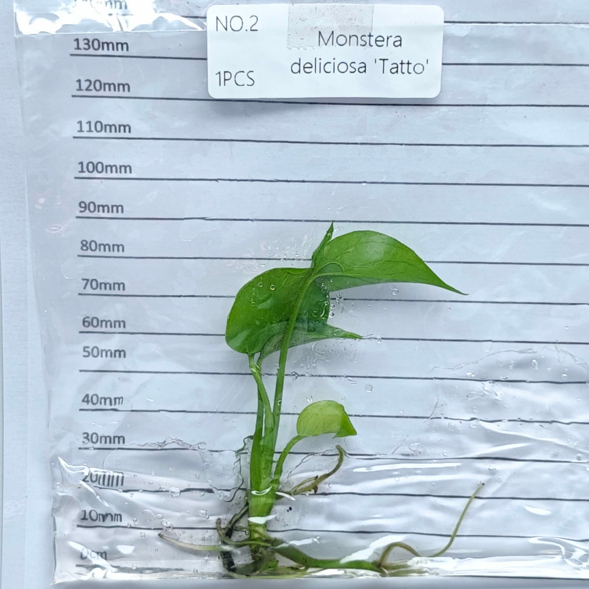 Monstera Tattoo (1plant/bag) - Tissue culture