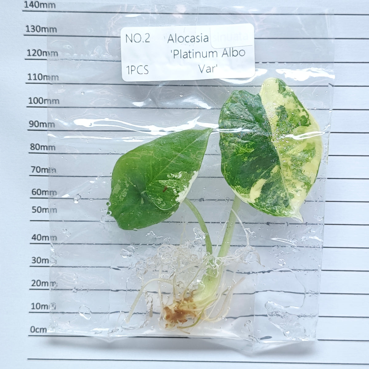 Alocasia Bisma Albo/ Platinum Albo Variegated (1plant/bag) - Tissue culture