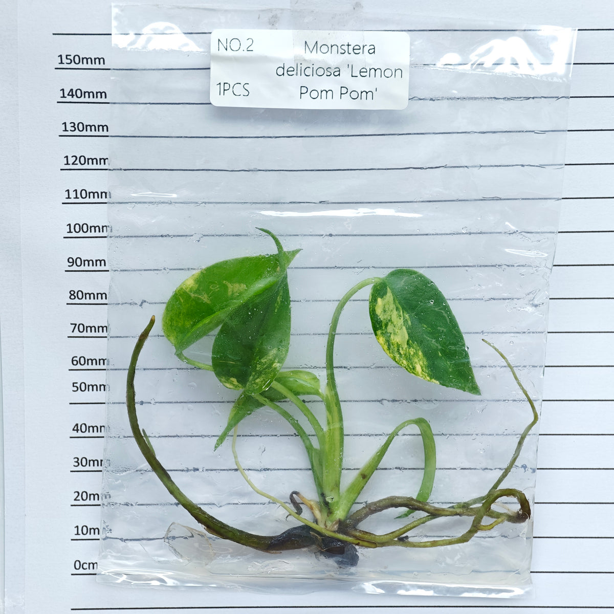 Monstera Lemon Pompom (1plant/bag) - Tissue culture