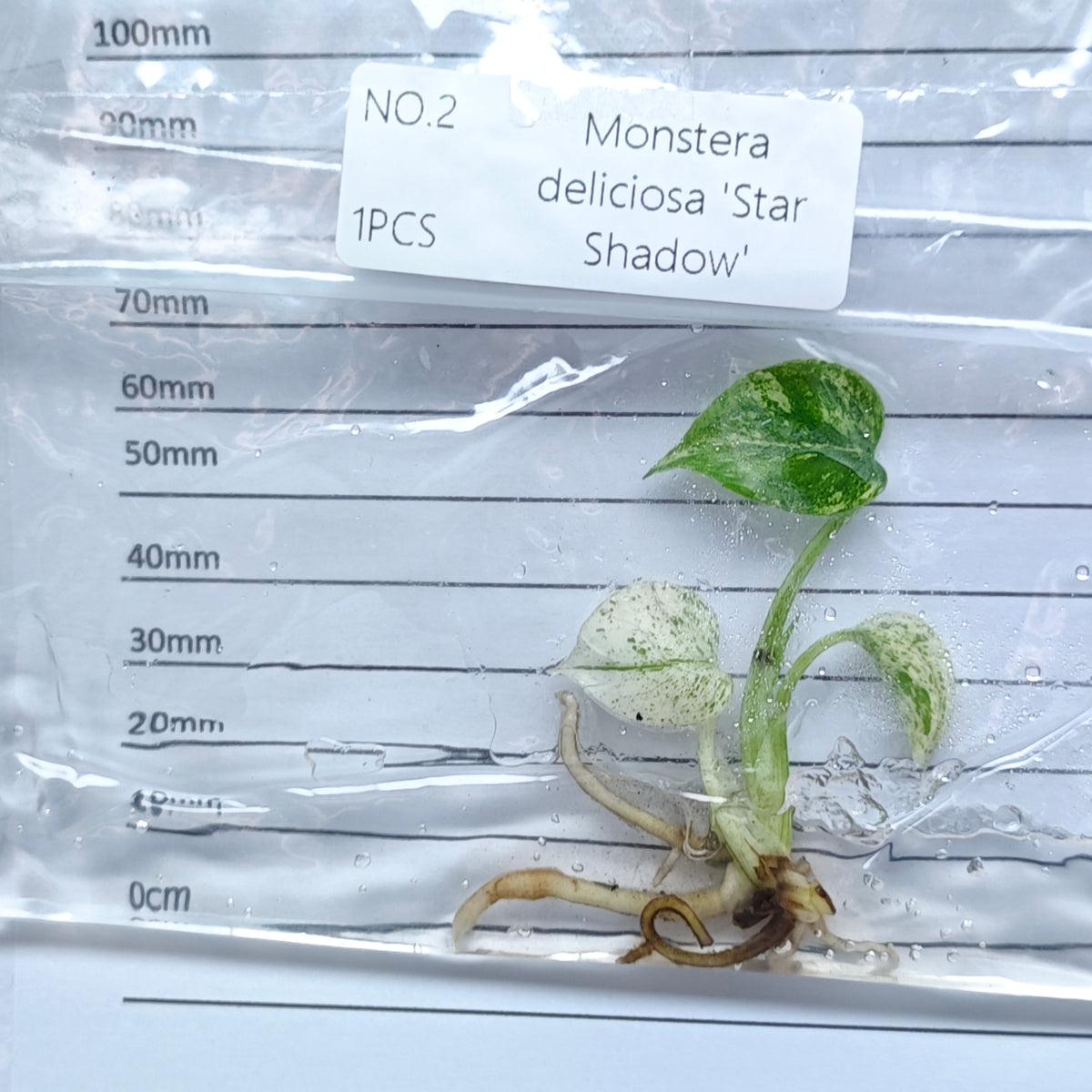 Monstera Star Shadow (1plant/bag) - Tissue culture