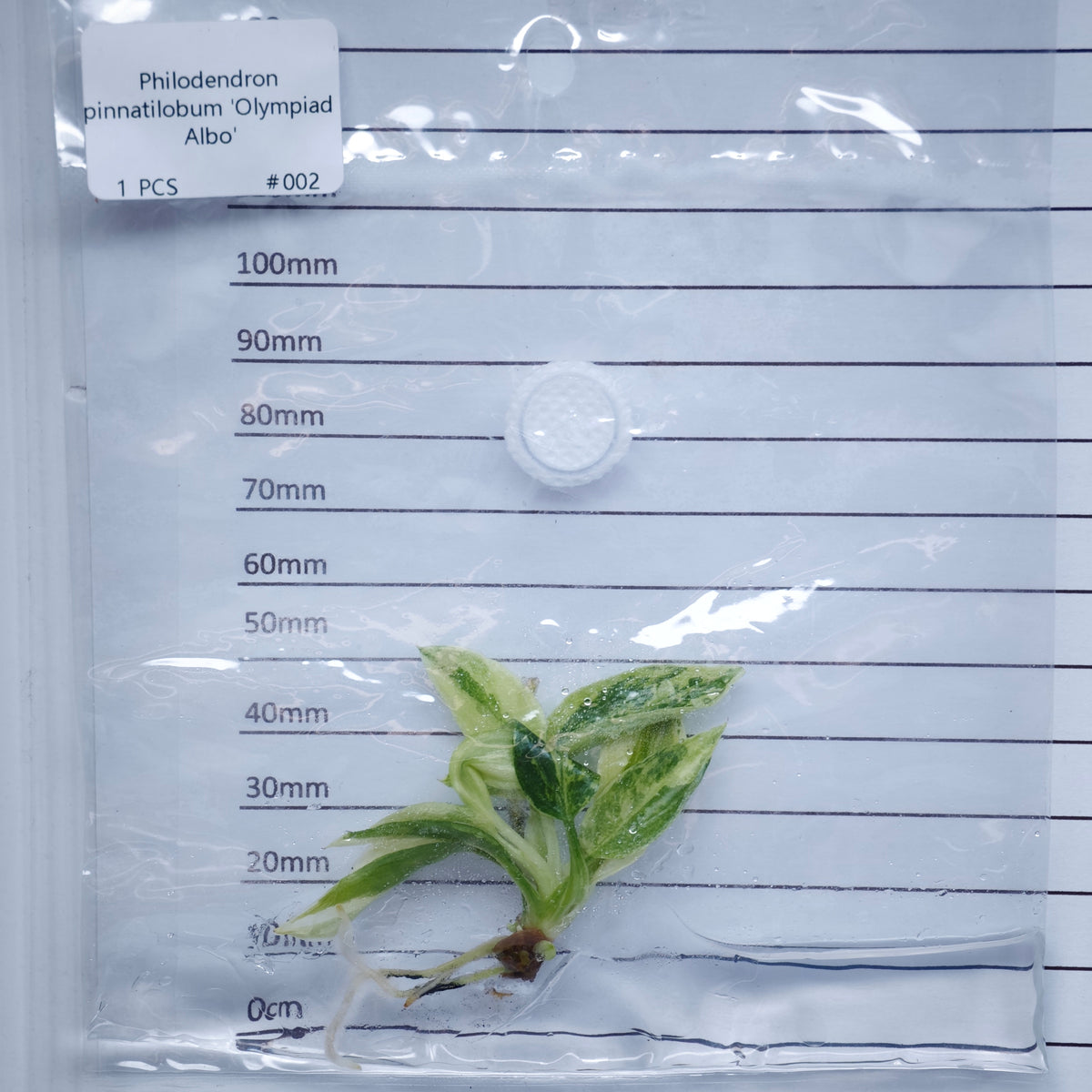 Philodendron pinnatifidum Olympiad Variegated - Tissue culture (1plant/bag)