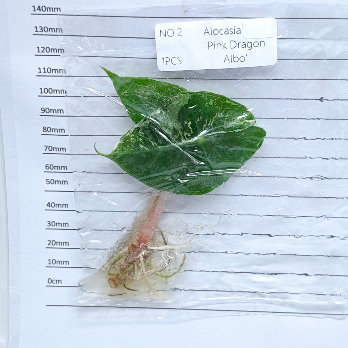 Alocasia Pink Dragon Albo/Pink Variegated (1plant/bag) - Tissue culture