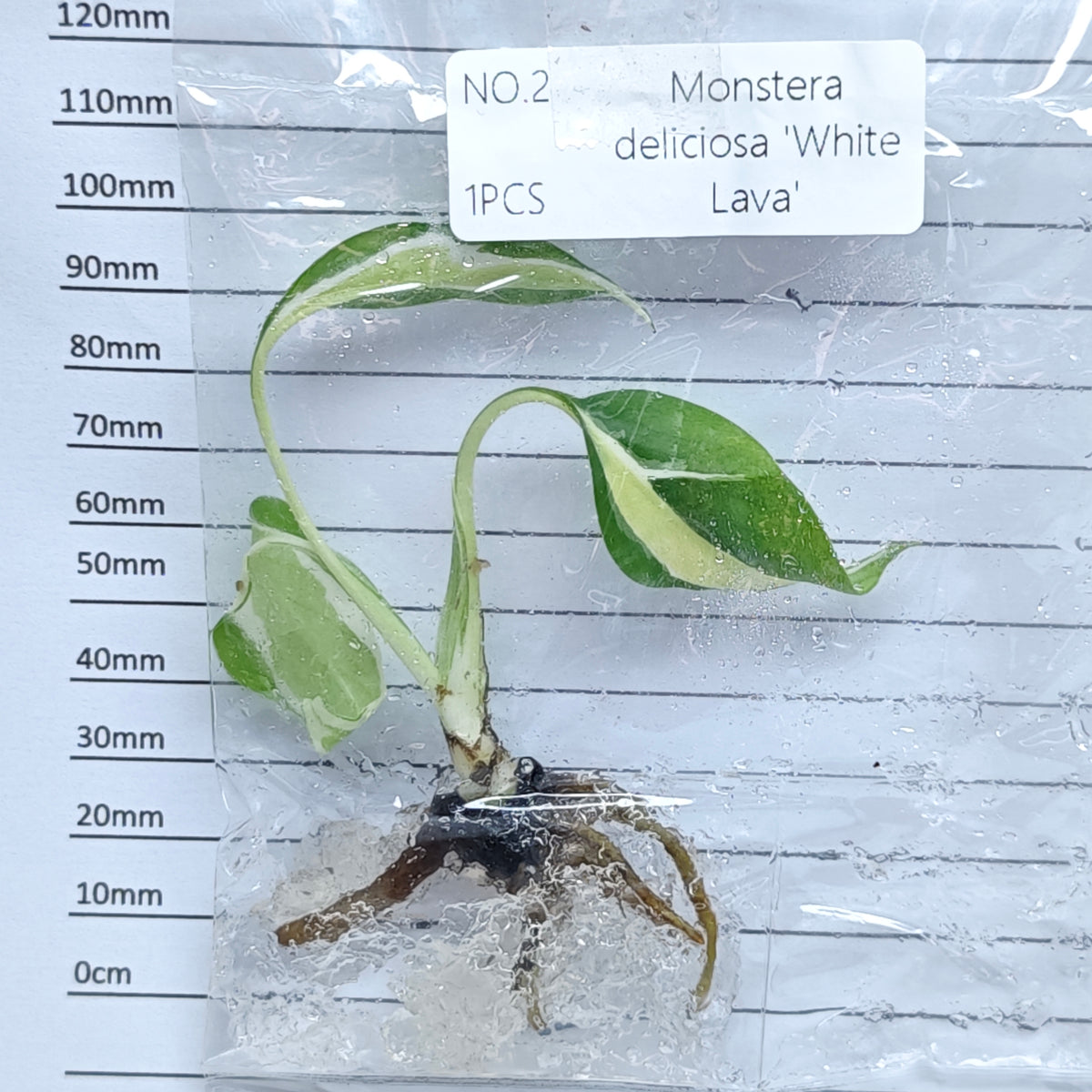 Monstera White Lava (1plant/bag) - Tissue culture