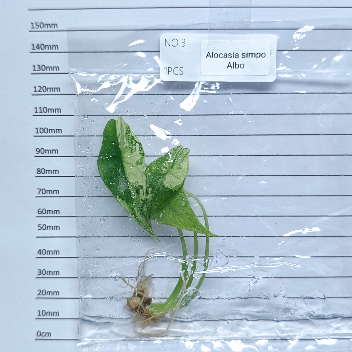 Alocasia Simpo Albo Variegated (1plant/bag) - Tissue culture