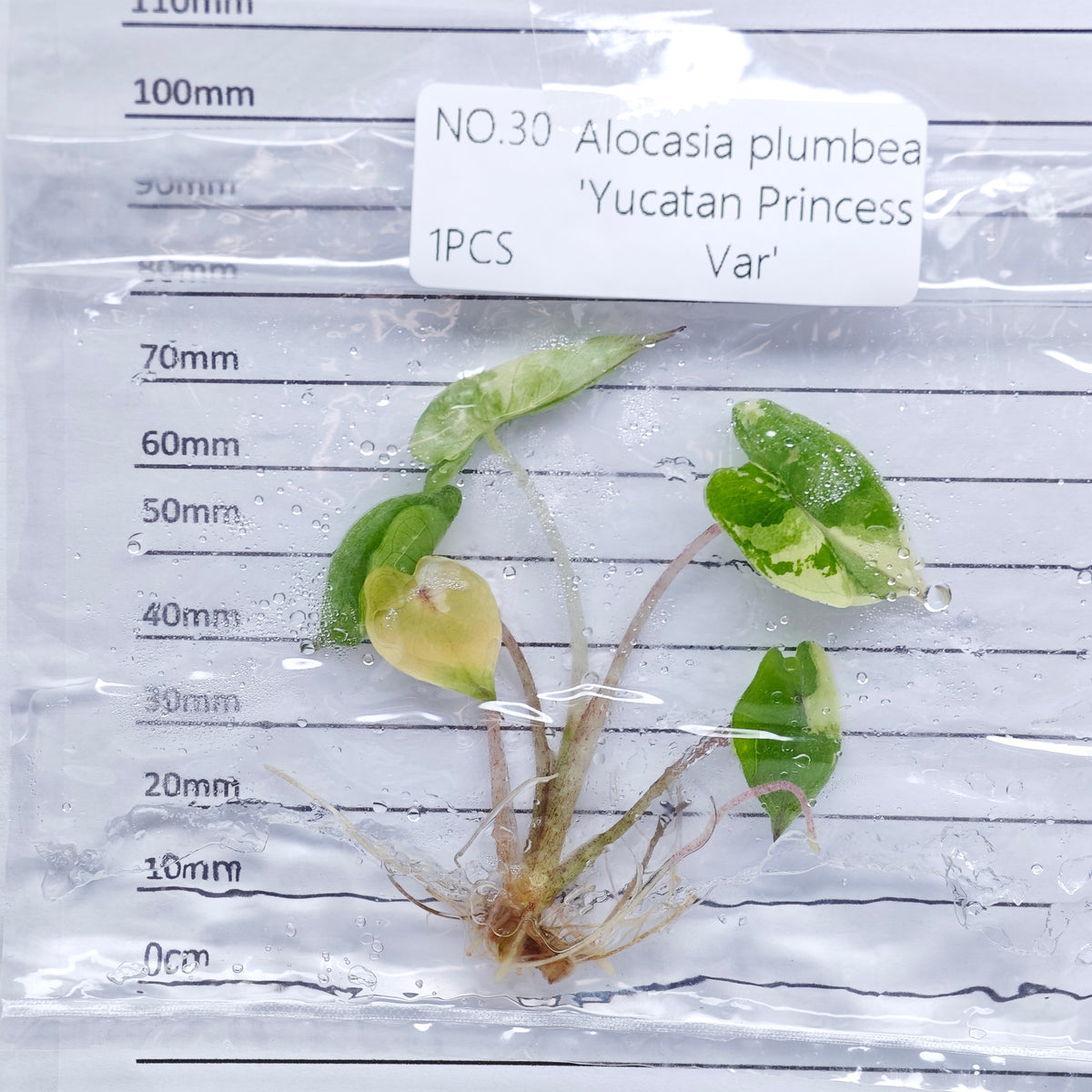 Alocasia Yucatan Princess Pink Variegated (1plant/bag) - Tissue culture