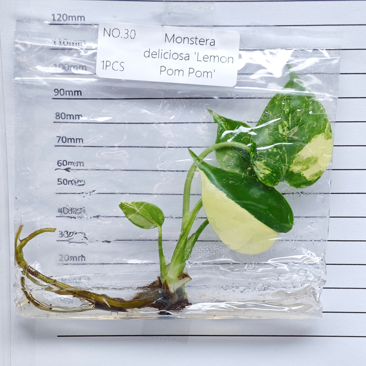 Monstera Lemon Pompom (1plant/bag) - Tissue culture