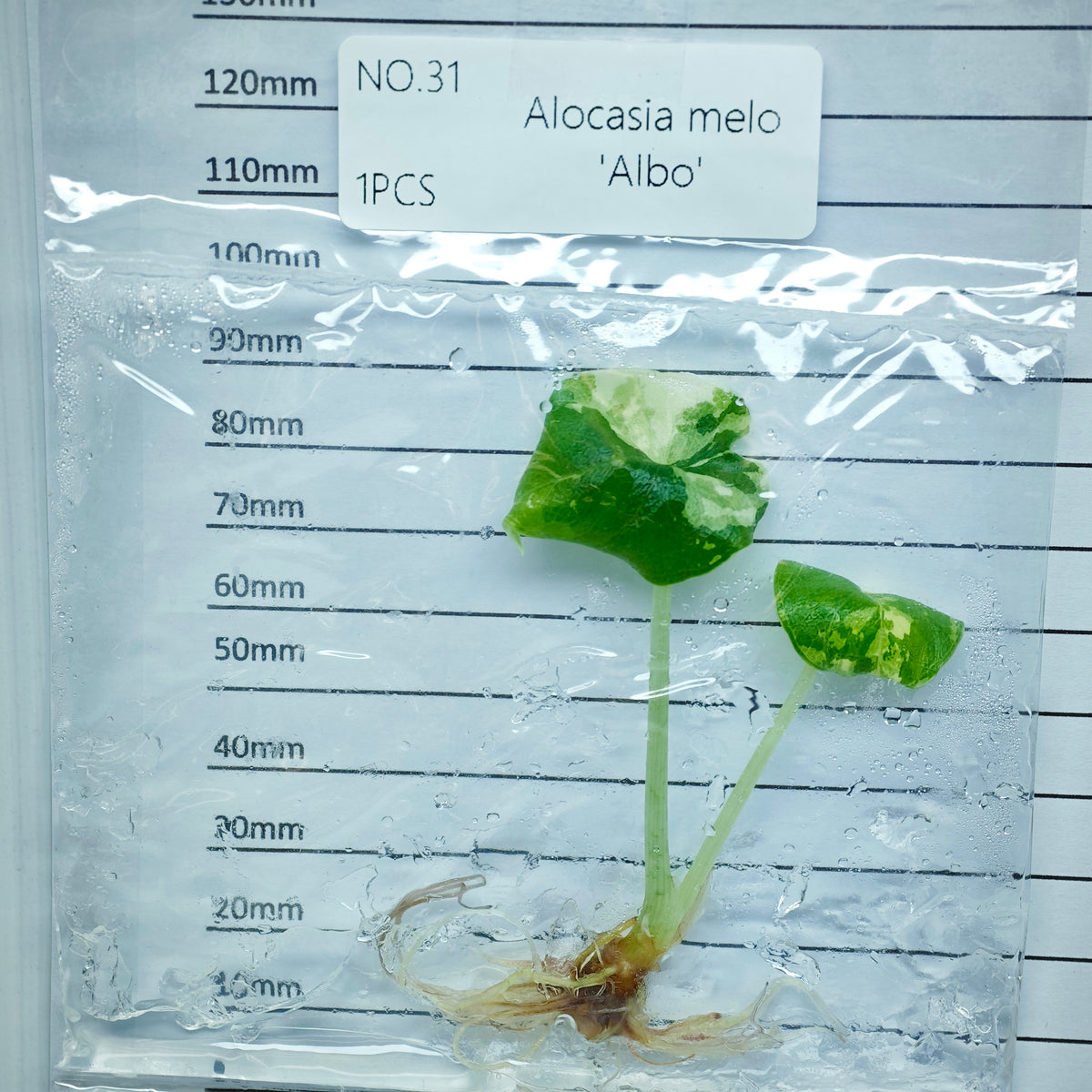Alocasia melo Albo Variegated (1plant/bag) - Tissue culture