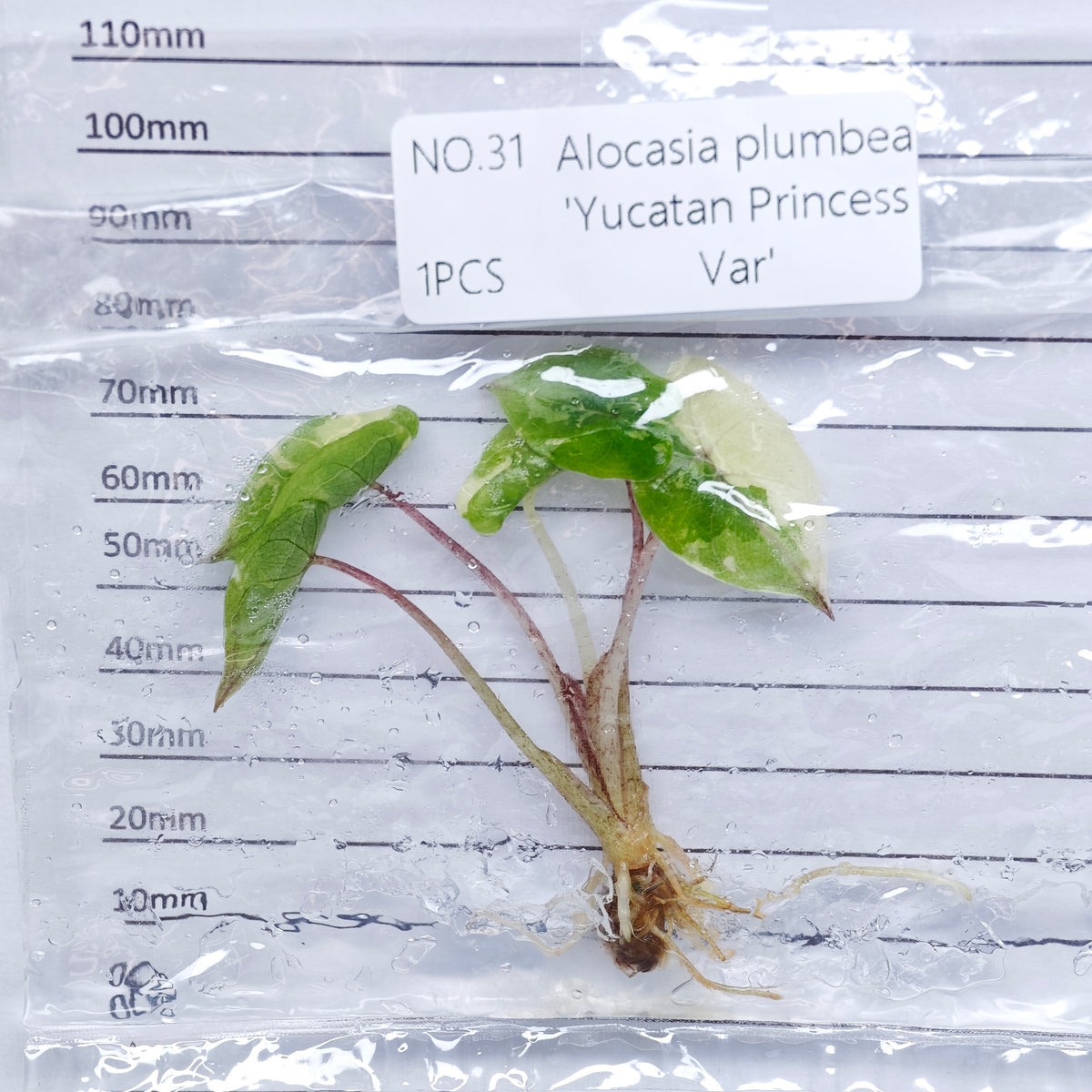 Alocasia Yucatan Princess Pink Variegated (1plant/bag) - Tissue culture