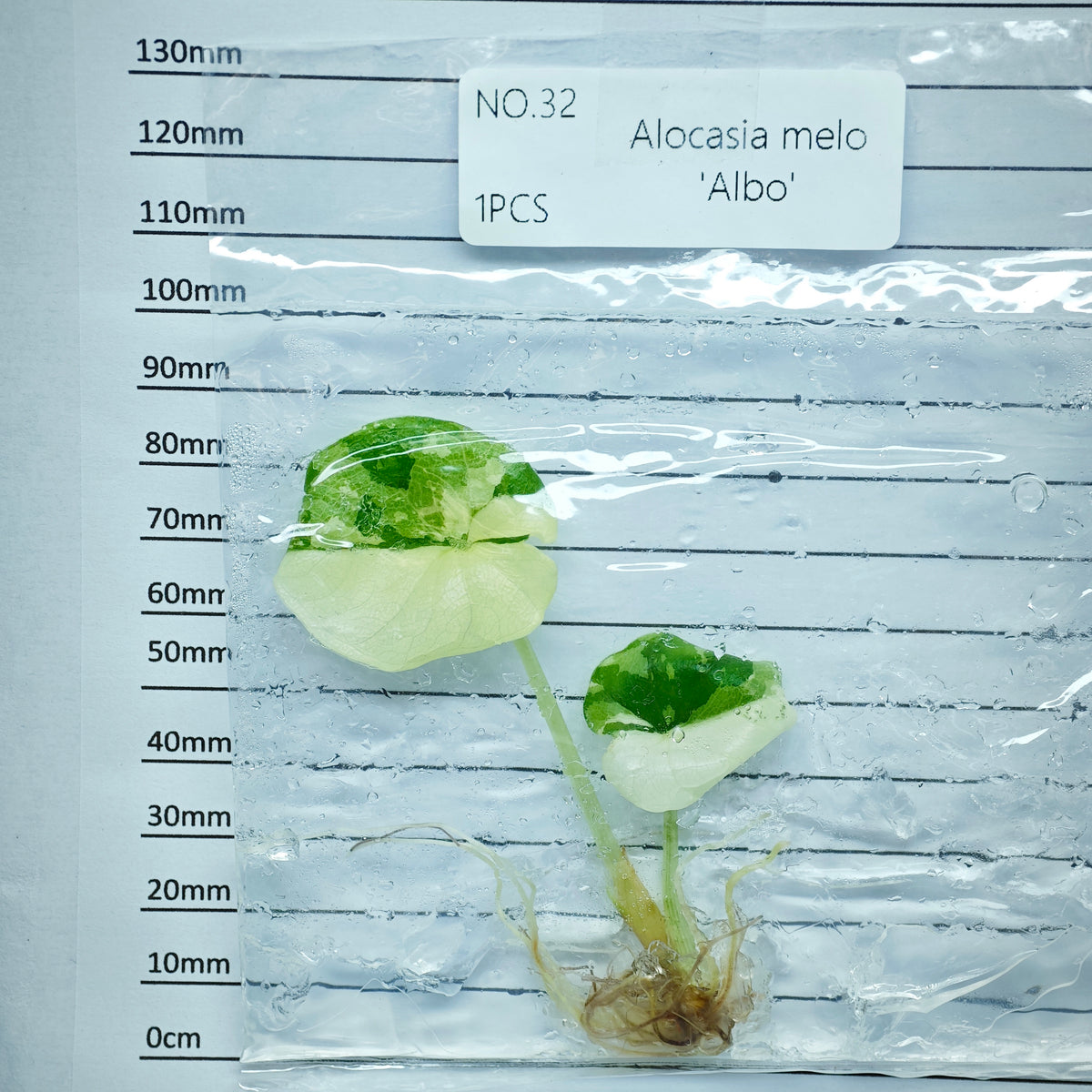 Alocasia melo Albo Variegated (1plant/bag) - Tissue culture