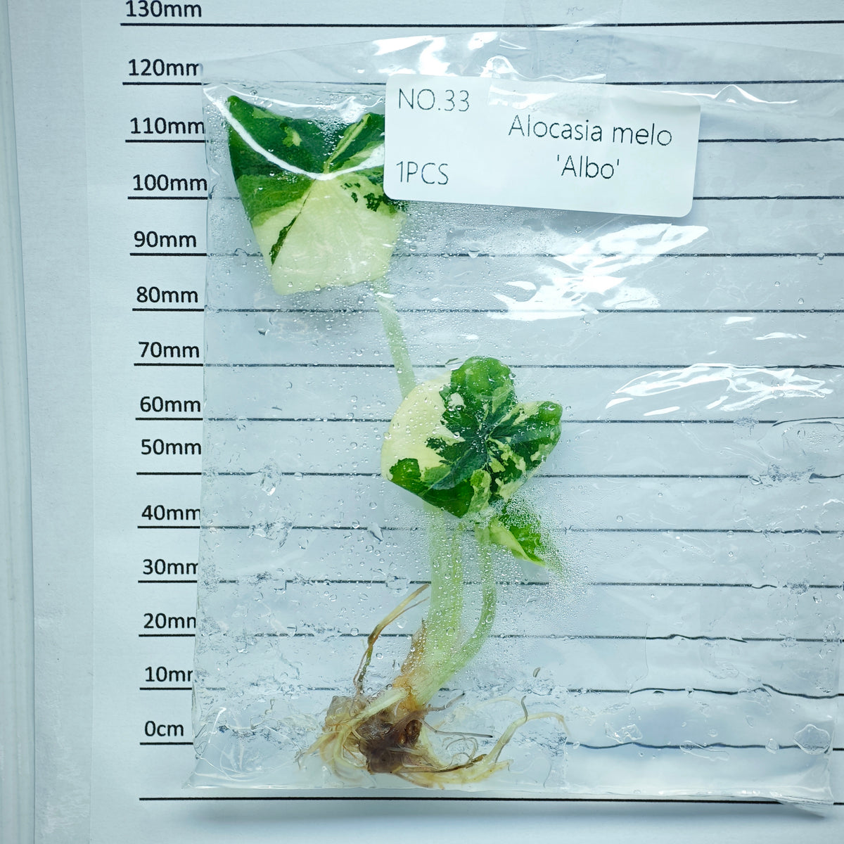 Alocasia melo Albo Variegated (1plant/bag) - Tissue culture