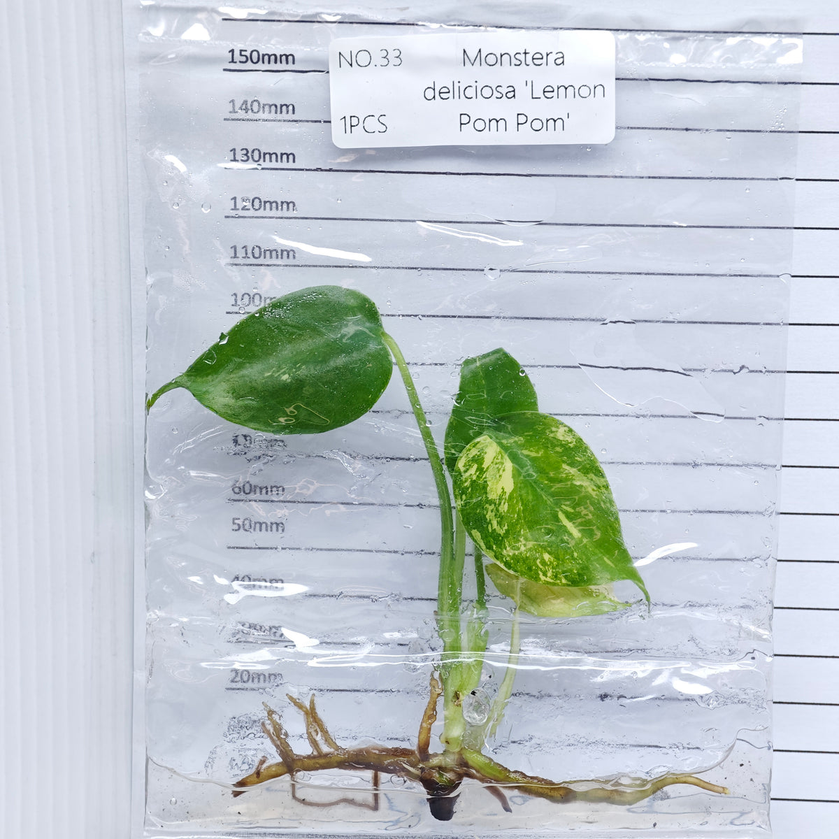 Monstera Lemon Pompom (1plant/bag) - Tissue culture