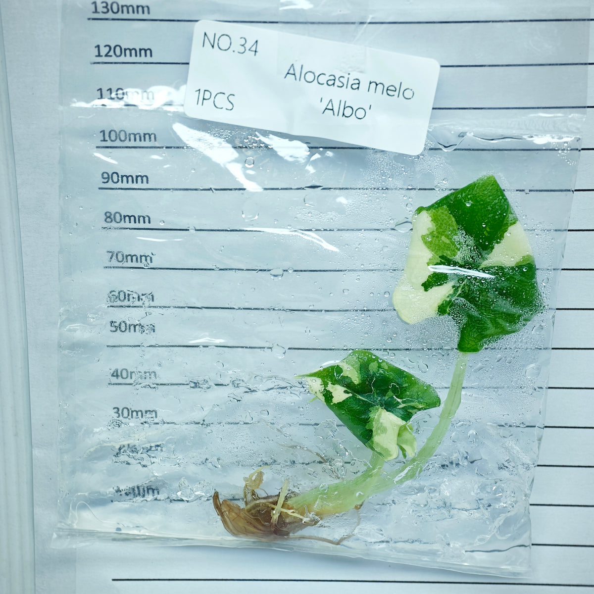 Alocasia melo Albo Variegated (1plant/bag) - Tissue culture