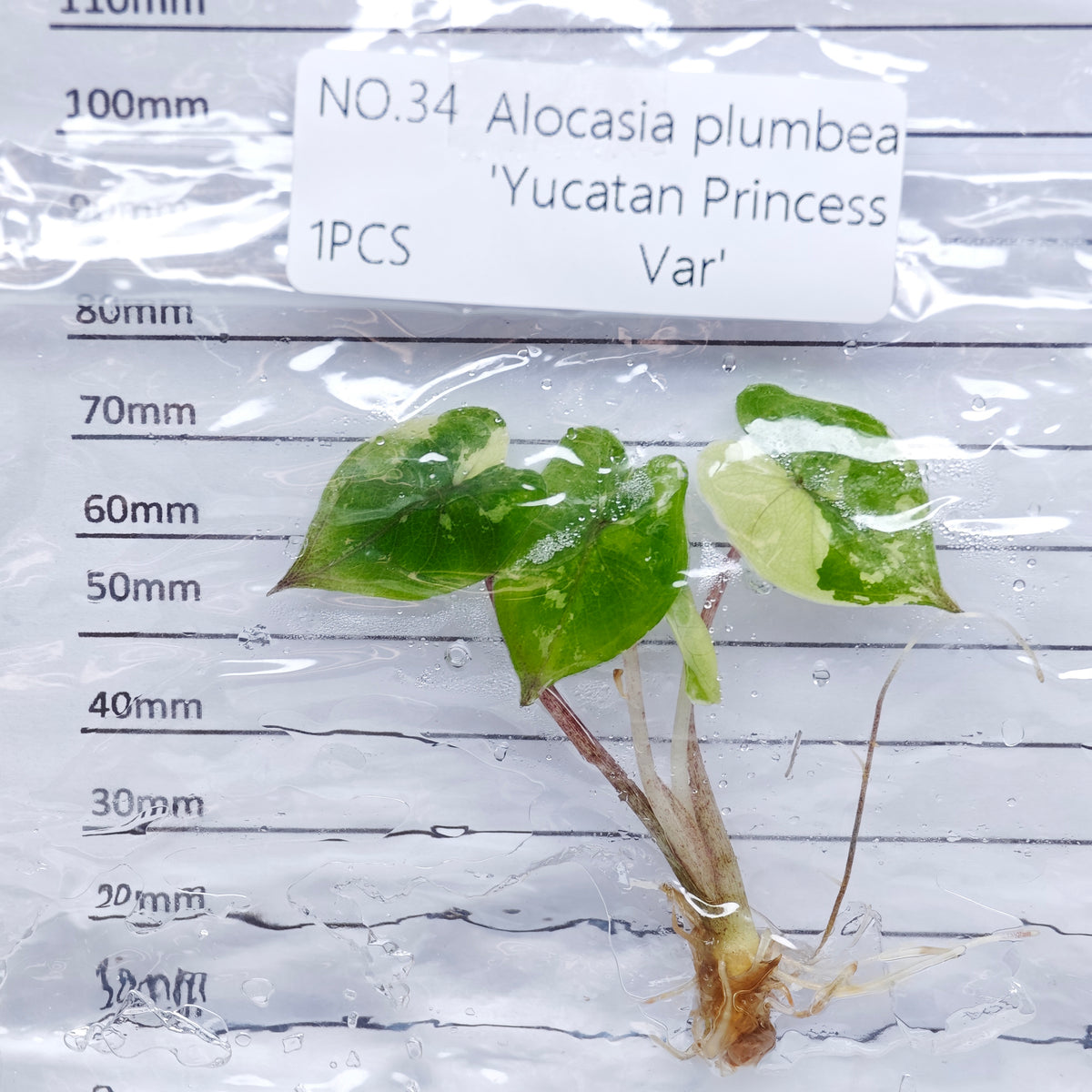 Alocasia Yucatan Princess Pink Variegated (1plant/bag) - Tissue culture