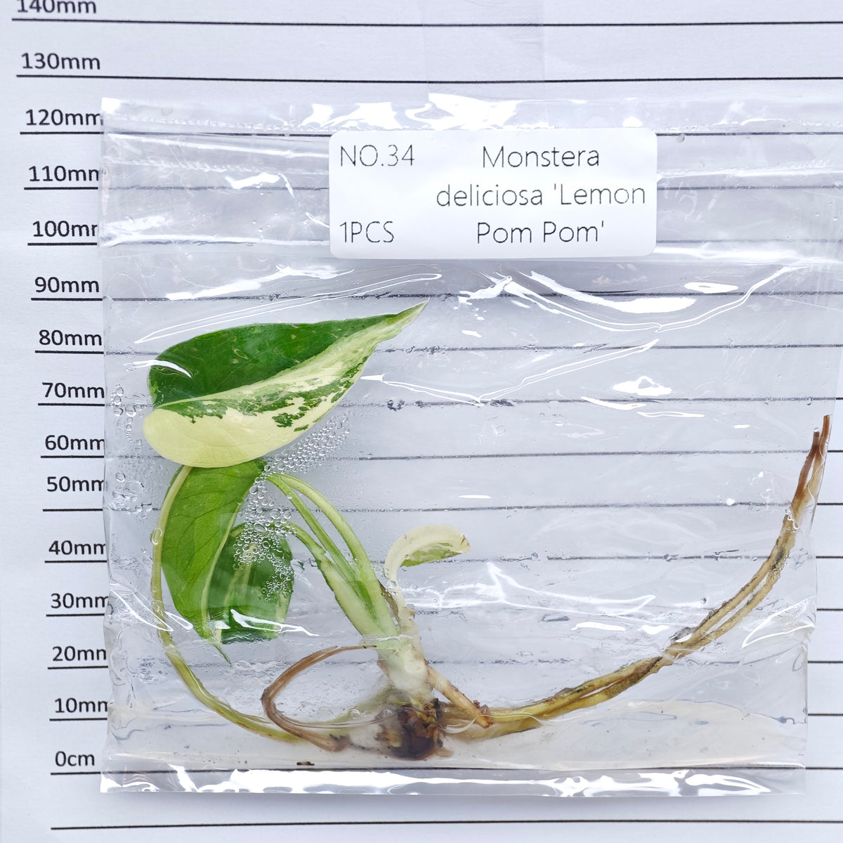 Monstera Lemon Pompom (1plant/bag) - Tissue culture