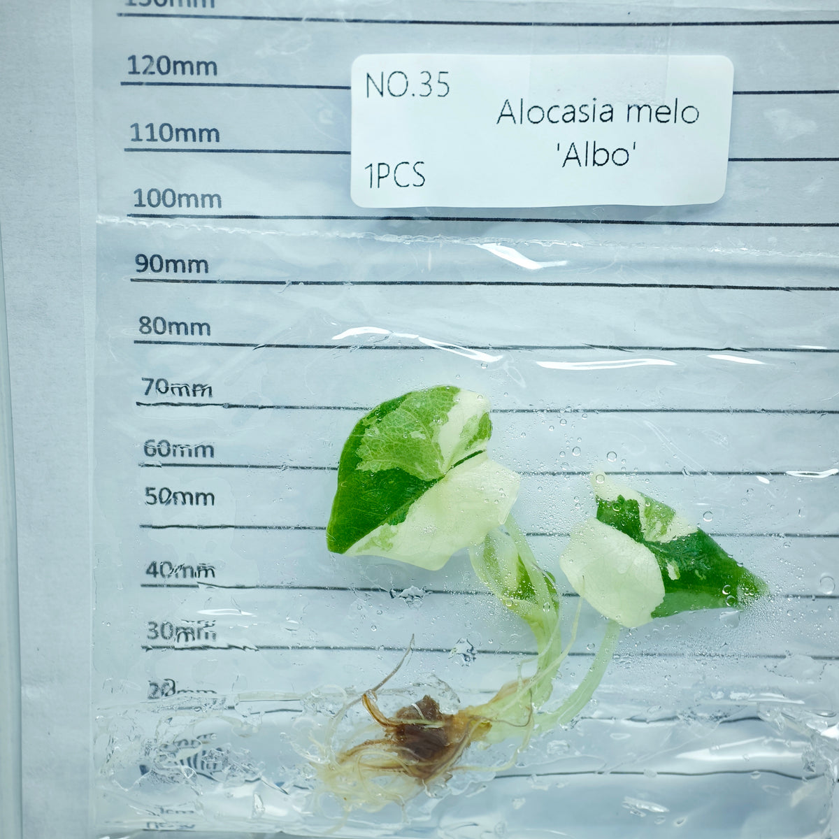 Alocasia melo Albo Variegated (1plant/bag) - Tissue culture