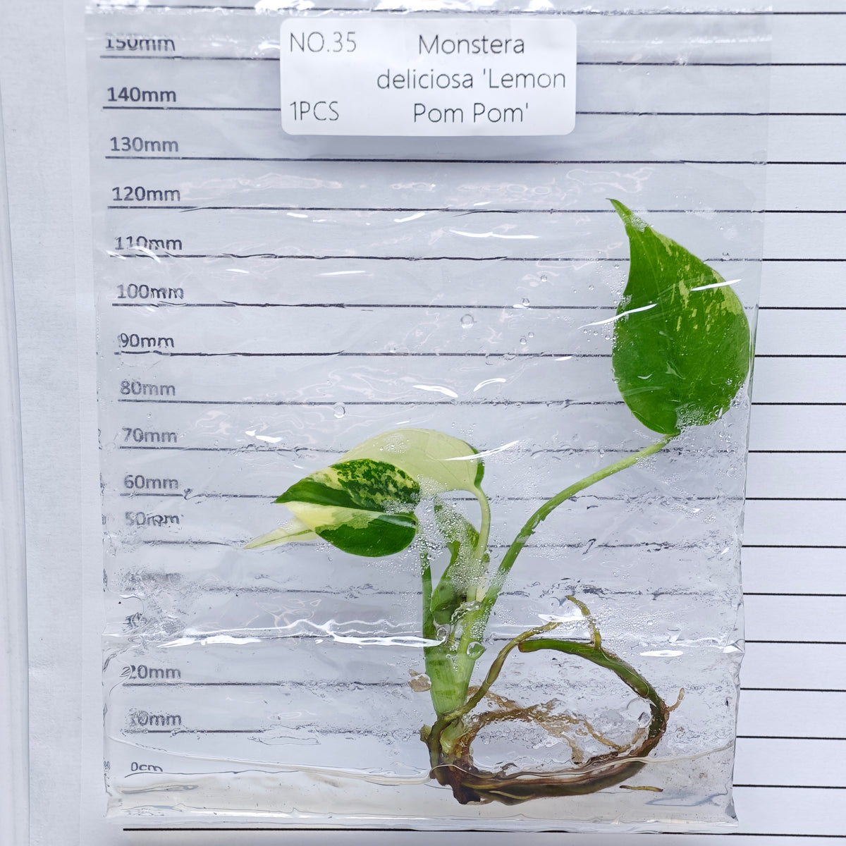 Monstera Lemon Pompom (1plant/bag) - Tissue culture