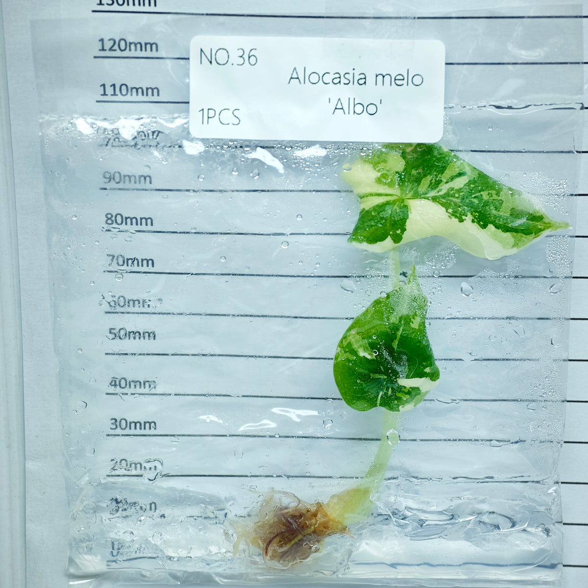 Alocasia melo Albo Variegated (1plant/bag) - Tissue culture