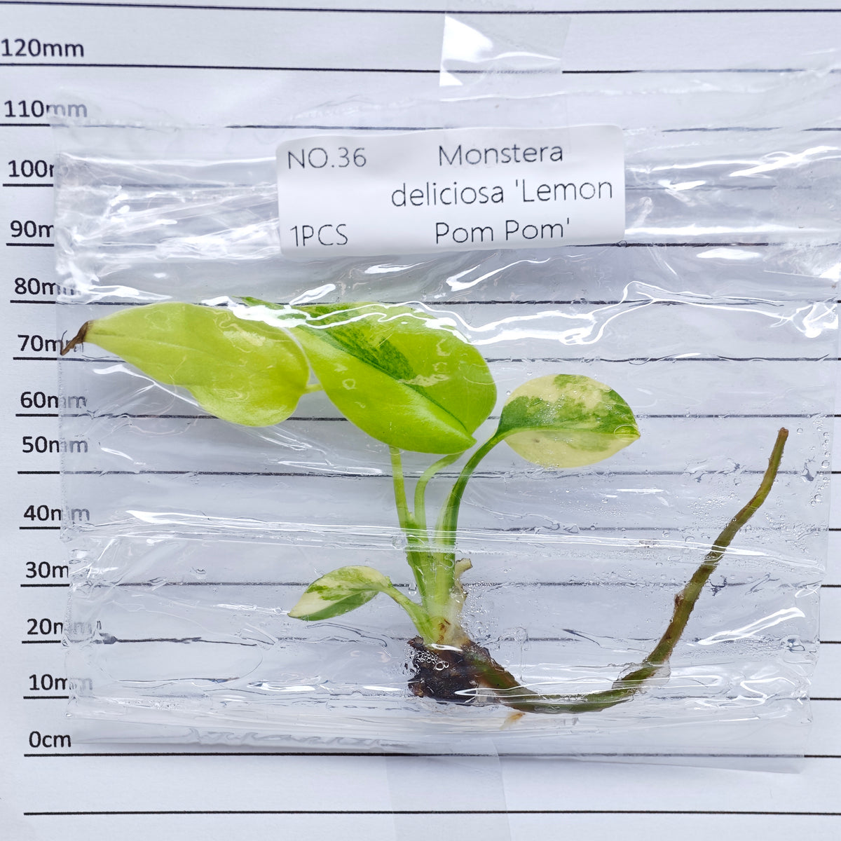 Monstera Lemon Pompom (1plant/bag) - Tissue culture