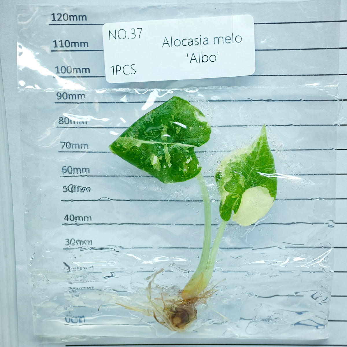 Alocasia melo Albo Variegated (1plant/bag) - Tissue culture