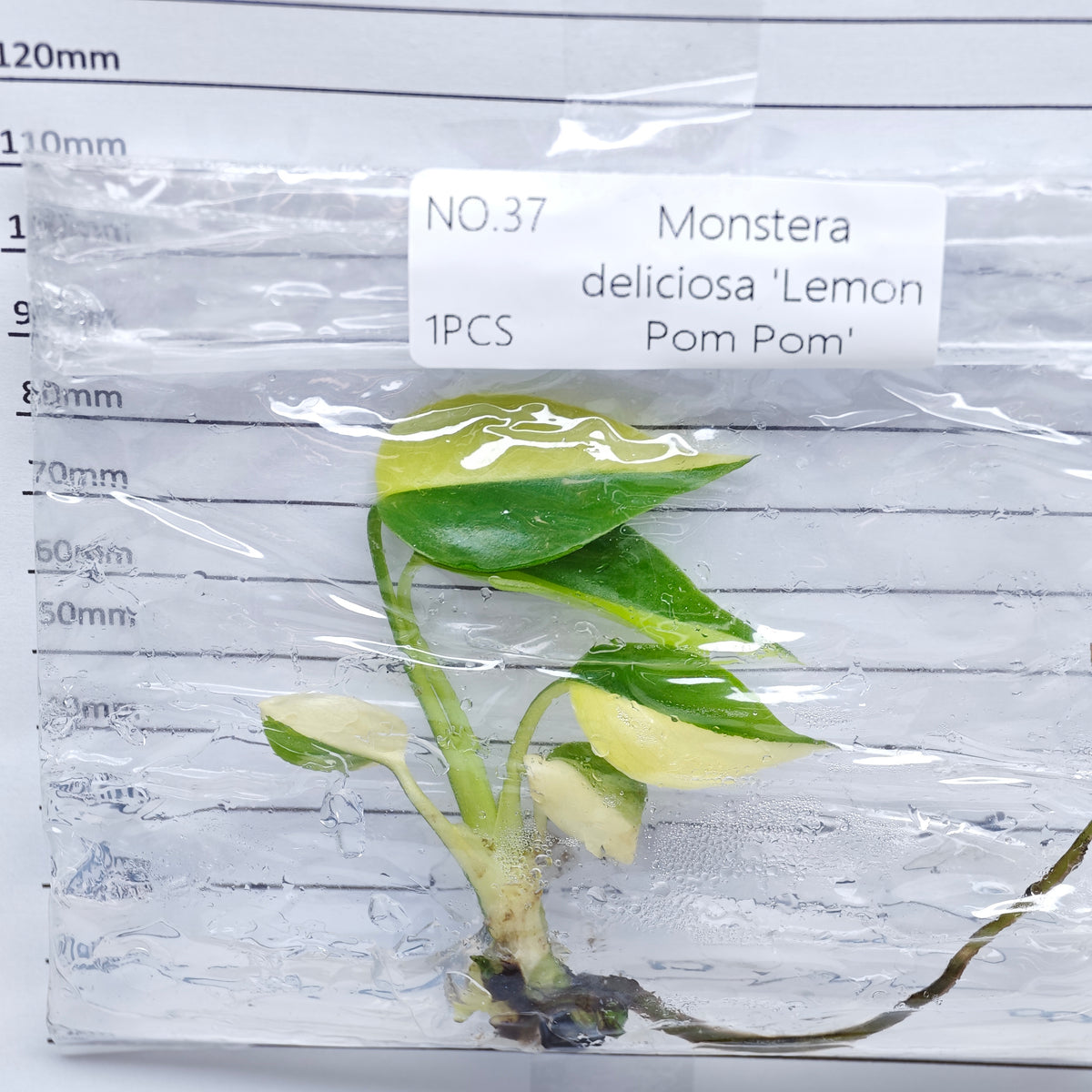 Monstera Lemon Pompom (1plant/bag) - Tissue culture