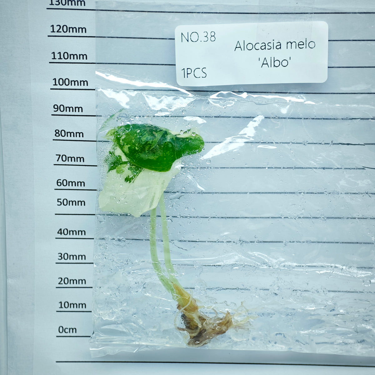 Alocasia melo Albo Variegated (1plant/bag) - Tissue culture
