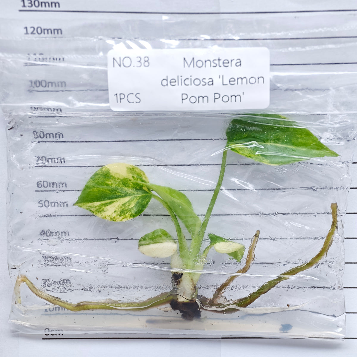 Monstera Lemon Pompom (1plant/bag) - Tissue culture