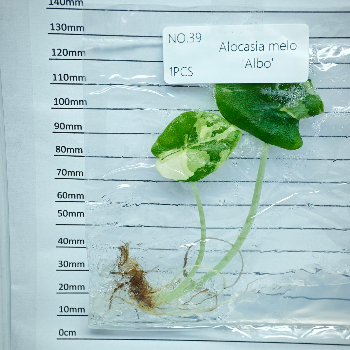 Alocasia melo Albo Variegated (1plant/bag) - Tissue culture