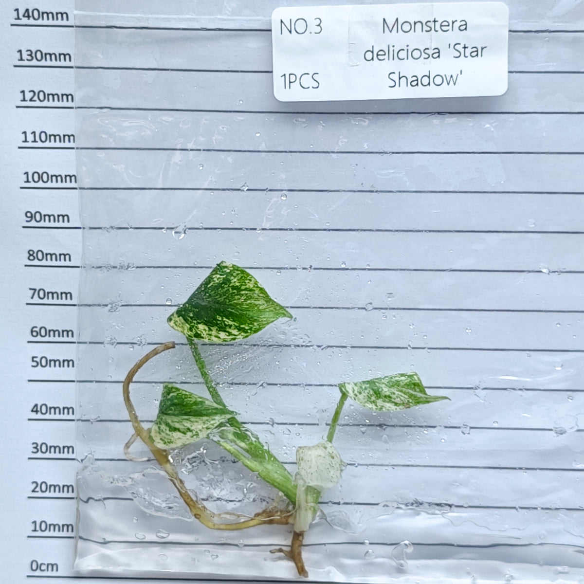 Monstera Star Shadow (1plant/bag) - Tissue culture