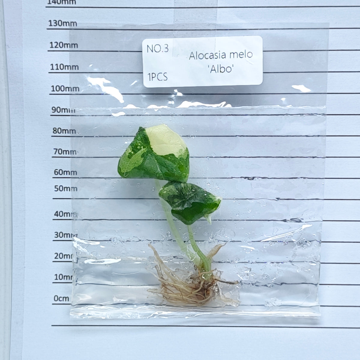Alocasia melo Albo Variegated (1plant/bag) - Tissue culture