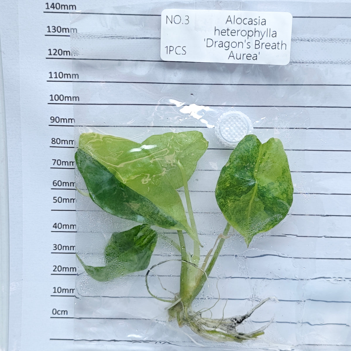 Alocasia heterophylla Dragon’s Breath Aurea Variegated (1plant/bag) - Tissue culture